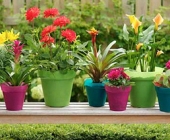 Decorative Pots