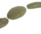Med 3 Piece Gator