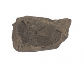 Wolf Plaque